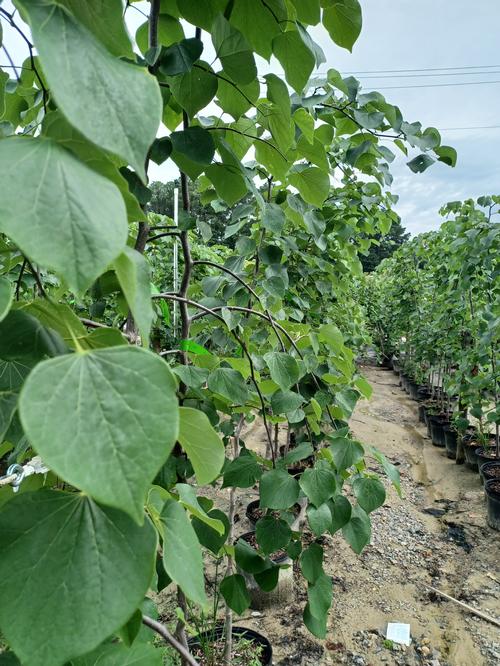 Pink Heartbreaker® Eastern Redbud Cercis canadensis Pink Heartbreaker® PP#23043 from Pender Nursery