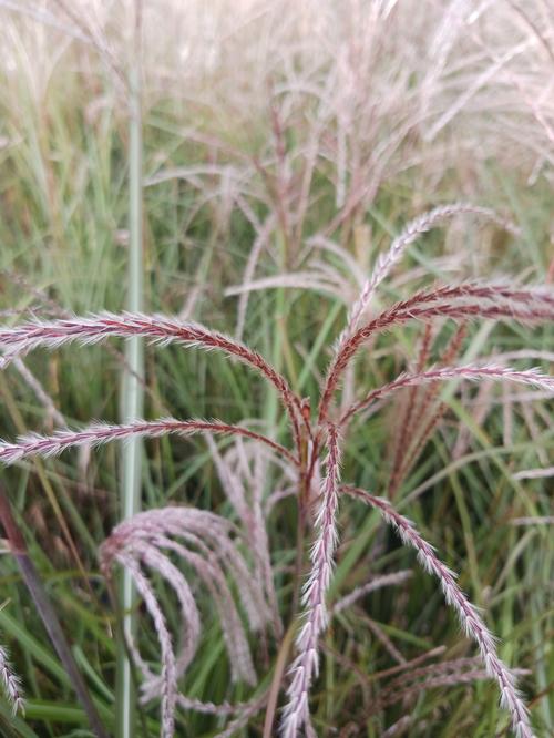 Oktoberfest Maiden Grass Miscanthus sinensis 'Oktoberfest' PP#27074 from Pender Nursery