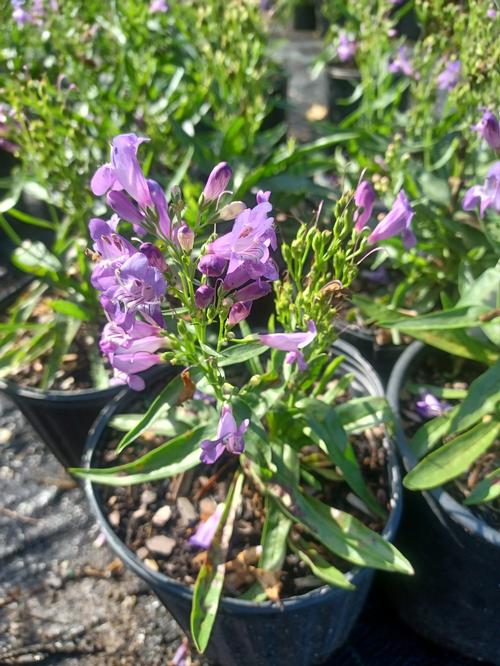 Rock Candy® Blue Beardtongue Penstemon Rock Candy® Blue PP#27786 from Pender Nursery