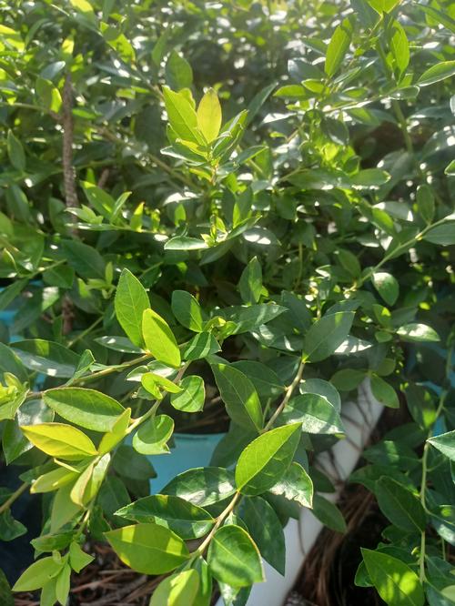 Midnight Cascade® Blueberry Vaccinium Midnight Cascade™ PP#32185 from Pender Nursery