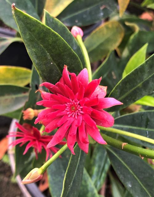 Scorpio™ Illicium Illicium x Scorpio™ PP#29939 from Pender Nursery