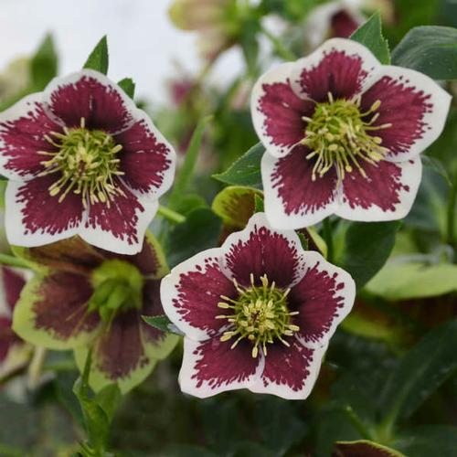 Romantic Getaway Lenten Rose Helleborus 'Romantic Getaway' from Pender Nursery