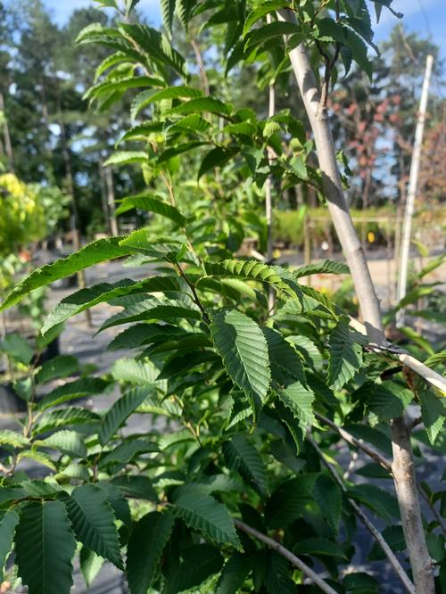 American Hornbeam Carpinus caroliniana from Pender Nursery