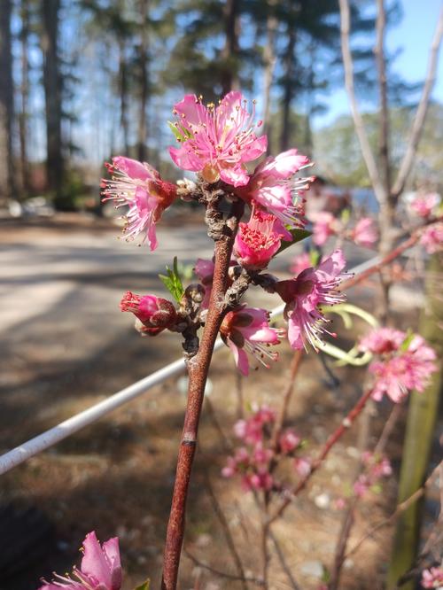 Cresthaven Flowering Peach Prunus persica Cresthaven from Pender Nursery