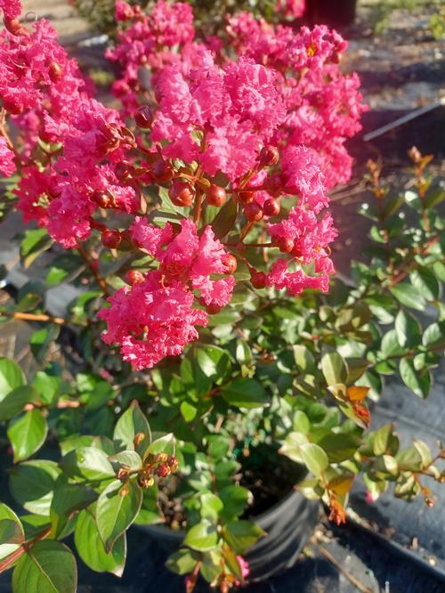 My Fair Myrtle® Crapemyrtle Lagerstroemia My Fair Myrtle® PP#33481 from Pender Nursery