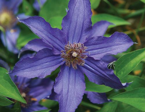 Sapphire Indigo™ Clematis Clematis Sapphire Indigo™ PP#17012 from Pender Nursery