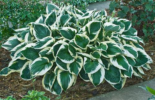 Minuteman Hosta Hosta 'Minuteman' from Pender Nursery