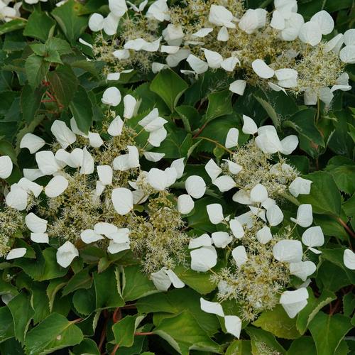 Flirty Girl™ Climbing Hydrangea Schizophragma hydrangeoides Flirty Girl™ PPAF from Pender Nursery