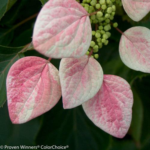 Rose Sensation™ Climbing Hydrangea Schizophragma hydrangeoides Rose Sensation™ PPAF from Pender Nursery
