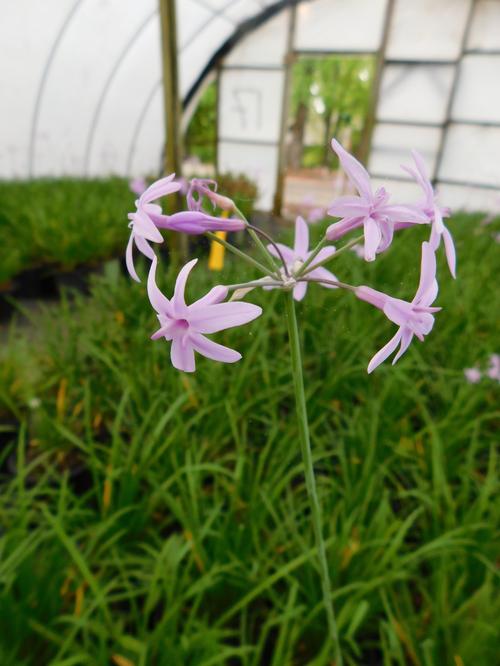 Society Garlic Tulbaghia violacea from Pender Nursery