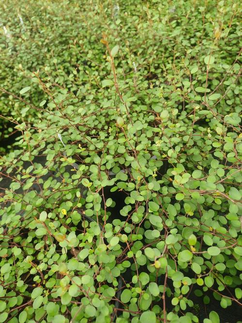 Creeping Wire Vine Muehlenbeckia axillaris from Pender Nursery