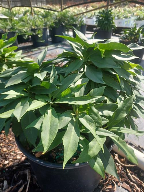 Swamp Hobbit Anise Illicium floridanum 'Swamp Hobbit' from Pender Nursery
