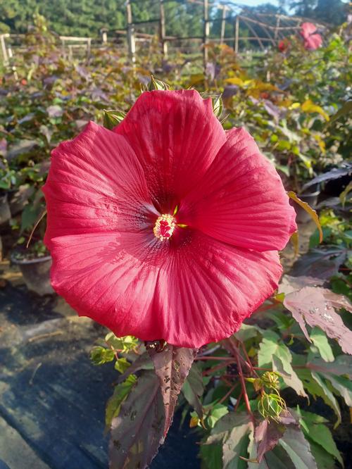 Head Over Heels® Desire™ Hibiscus Hibiscus moscheutos Desire™ PPAF from Pender Nursery