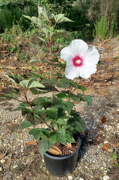 Head Over Heels® Dream™ Hibiscus Hibiscus moscheutos Dream™ PPAF from Pender Nursery