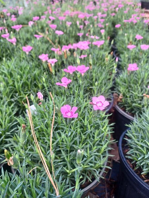 Mountain Frost™ Pink Carpet Dianthus Dianthus Mountain Frost™ Pink Carpet PP#30246 from Pender Nursery