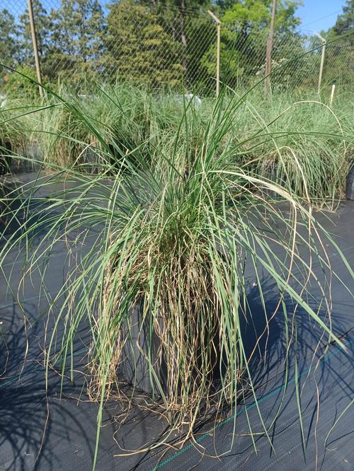 Lindheimer's White Muhly Gras Muhlenbergia lindheimeri from Pender Nursery