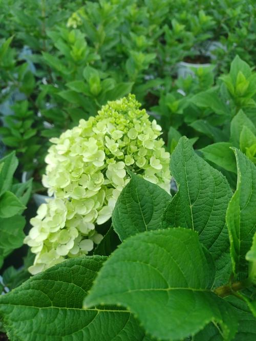 Limelight Prime® Hydrangea Hydrangea paniculata Limelight Prime® PP#32511 from Pender Nursery