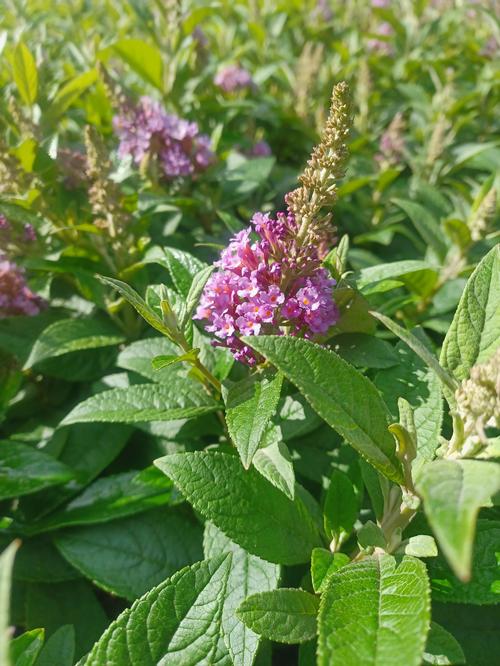 Chrysalis™ Blue Butterfly Bush Buddleia Chrysalis™ Blue PP#33842 from Pender Nursery