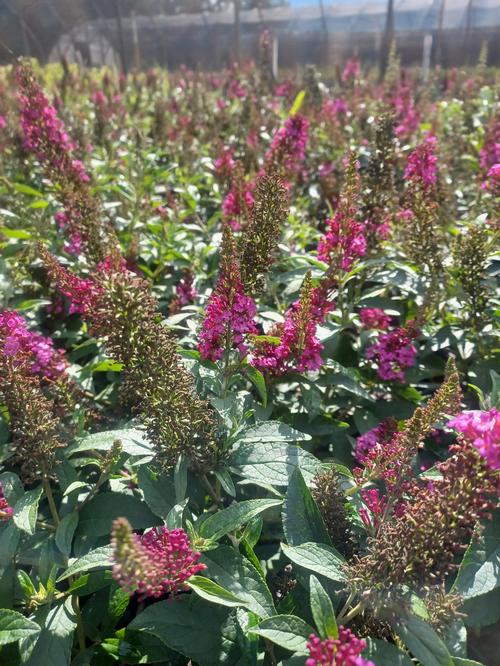 Chrysalis™ Cranberry Butterfly Bush Buddleia Chrysalis™ Cranberry PP#33845 from Pender Nursery