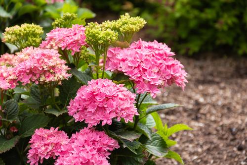 Starfield™ Bigleaf Hydrangea Hydrangea macrophylla Starfield™ PP#32164 from Pender Nursery