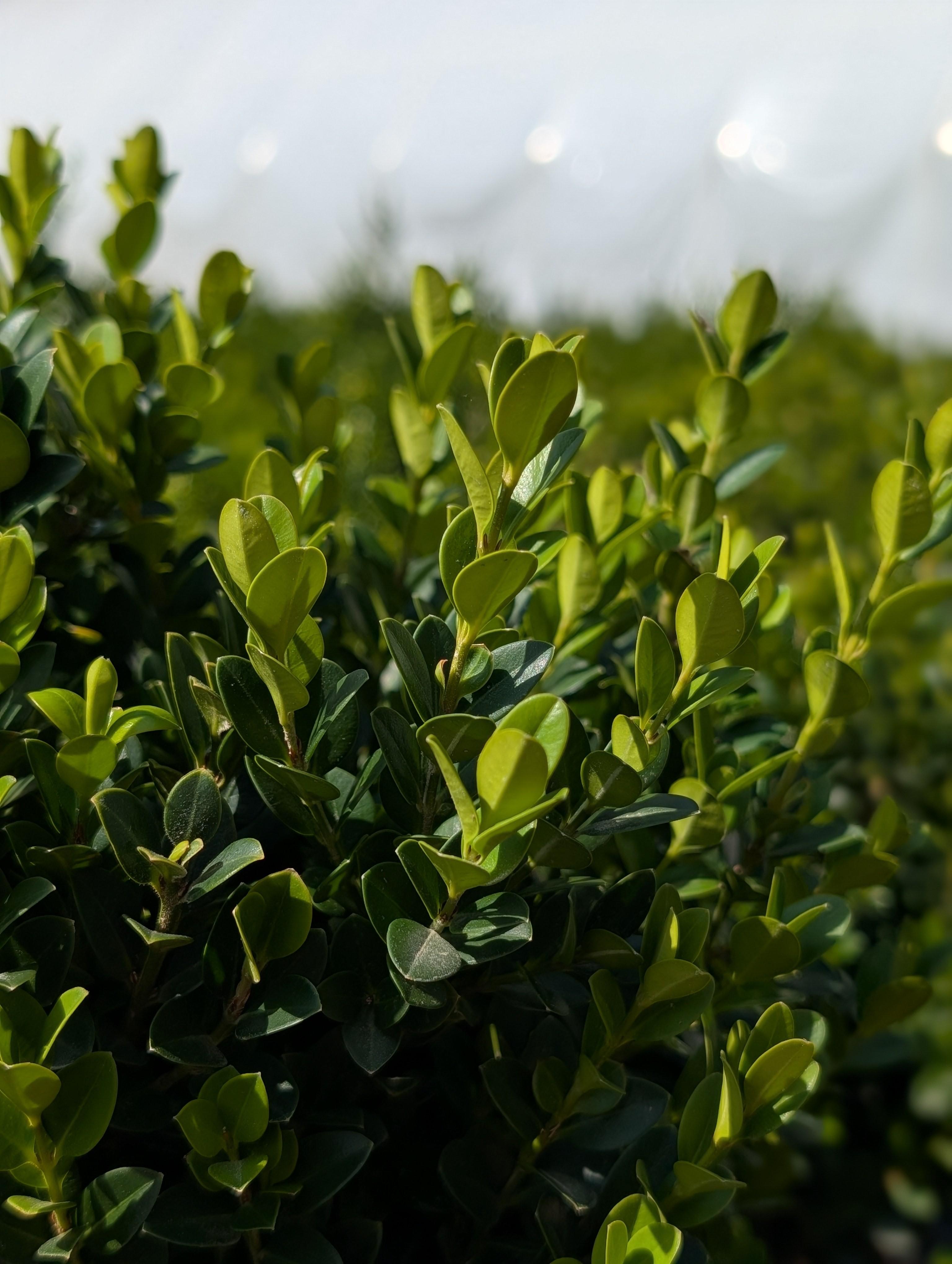 Little Missy Littleleaf Boxwood Buxus microphylla 'Little Missy' PP#24703 from Pender Nursery