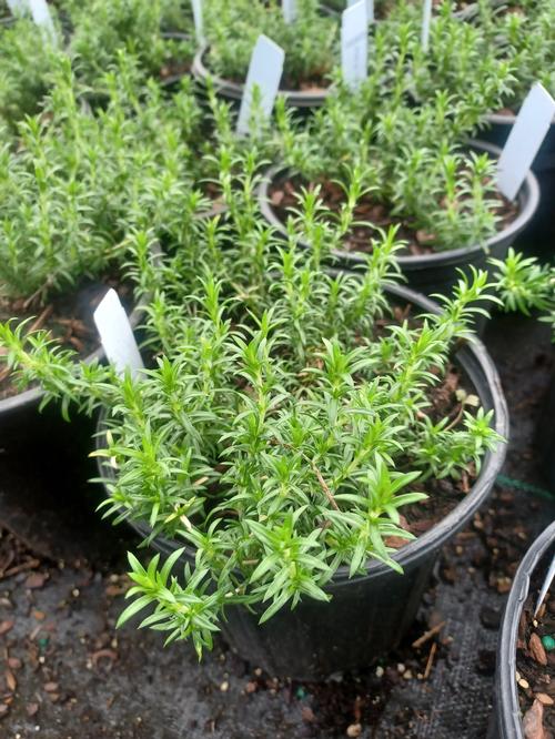 White Delight Creeping Phlox Phlox subulata White Delight from Pender Nursery