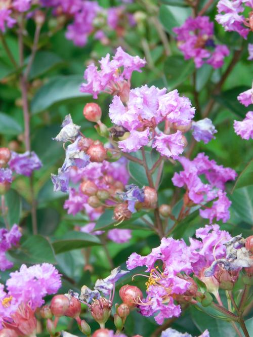 Bellini® Grape Dwarf Crapemyrtle Lagerstroemia Bellini® Grape PP#28975 from Pender Nursery