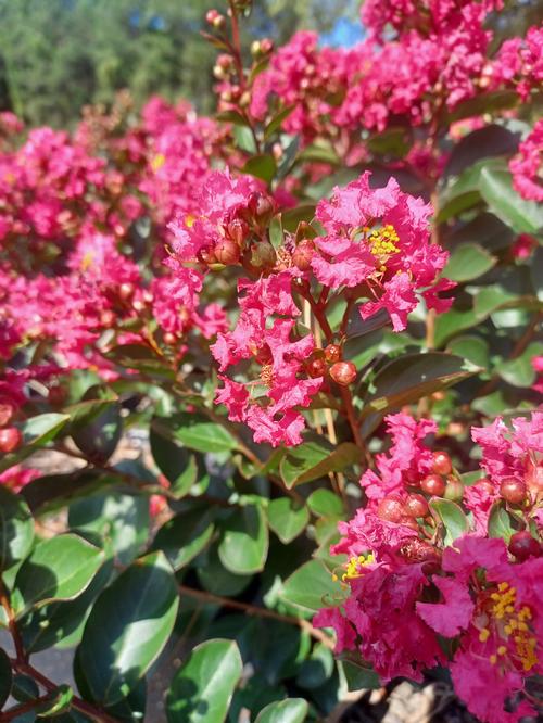 Bellini® Raspberry Dwarf Crapemyrtle Lagerstroemia Bellini® Raspberry PP#29006 from Pender Nursery