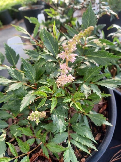 Peach Blossom Goat's Beard Astillbe 'Peach Blossom' from Pender Nursery