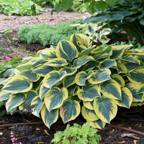 First Frost Hosta Hosta 'First Frost' from Pender Nursery
