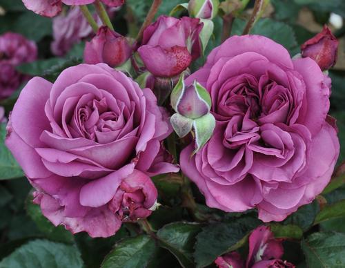 Plum Perfect™ Sunbelt® Rose Rosa Plum Perfect™ PP#22691 from Pender Nursery