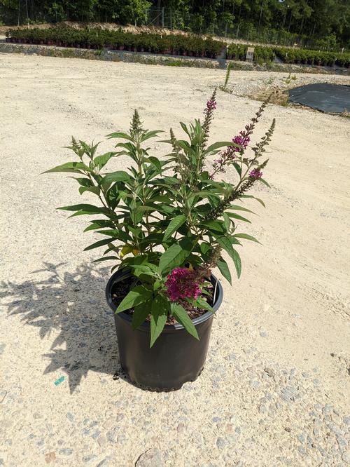 CranRazz™ Butterfly Bush Buddleia x CranRazz™ PP#25730 from Pender Nursery