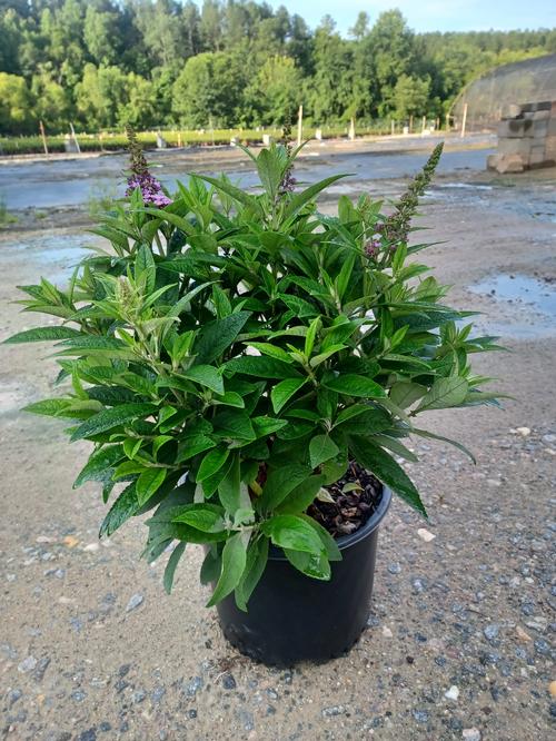 Dapper® Lavender Butterfly Bush Buddleia davidii Dapper® Lavender PP#33625 from Pender Nursery