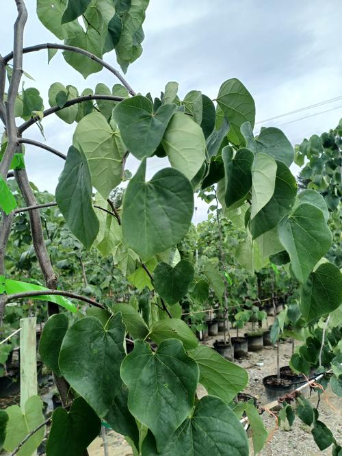 Vanilla Twist Eastern Redbud Cercis canadensis 'Vanilla Twist' PP#22744 from Pender Nursery