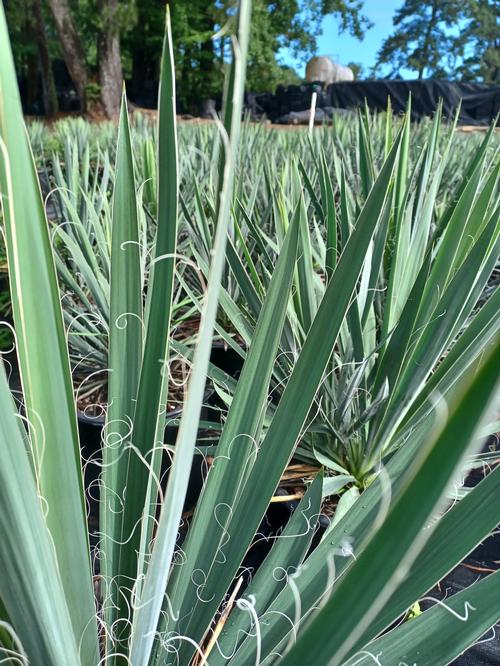 Excalibur Adam's Needle Yucca filamentosa 'Excalibur' from Pender Nursery