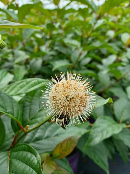 Fiber Optics® Buttonbush Cephalanthus occidentalis Fiber Optics® PP#29475 from Pender Nursery