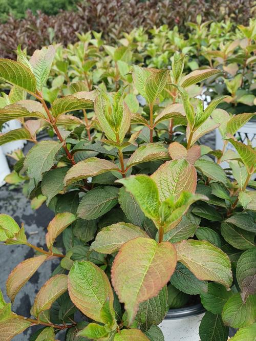 Midnight Sun™ Weigela Weigela florida Midnight Sun™ PPAF from Pender Nursery