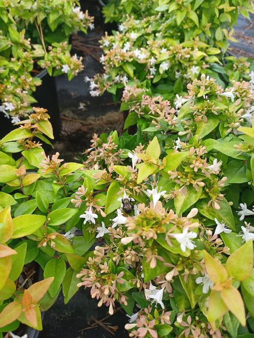 Peach Perfection Abelia Abelia x Peach Perfection® PP#30954 from Pender Nursery