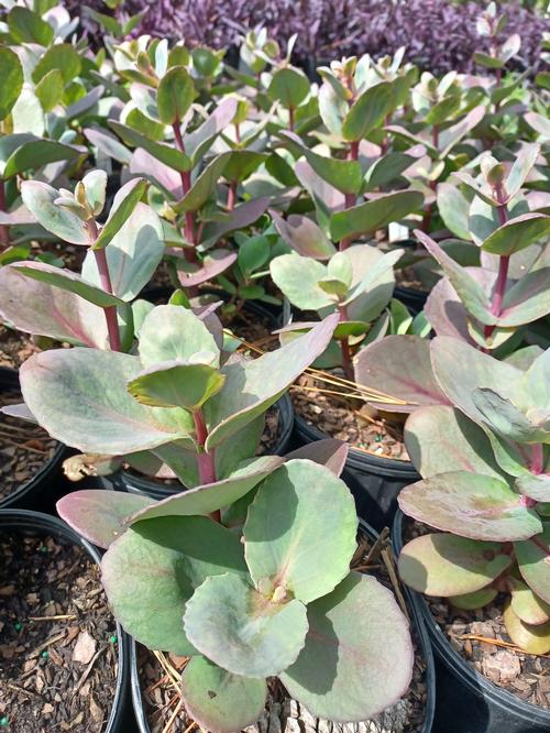 SunSparkler® Blue Pearl Sedum 'Blue Pearl' PPAF from Pender Nursery