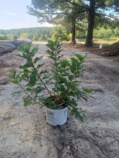 Little Lime Punch® Hydrangea Hydrangea paniculata Little Lime Punch® PP#33207 from Pender Nursery