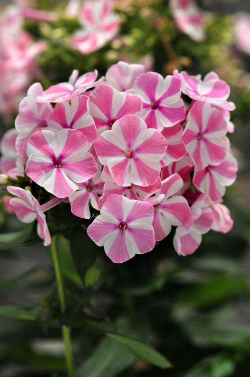 Peppermint Twist Garden Phlox Phlox paniculata 'Peppermint Twist' from Pender Nursery
