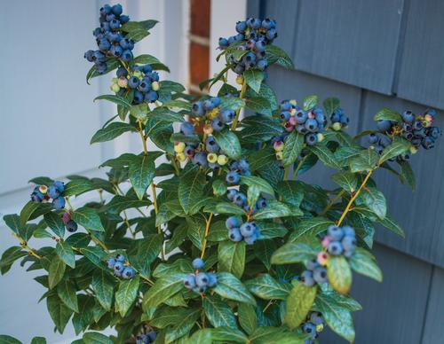 Perpetua Blueberry Vaccinium Perpetua PP#24209 from Pender Nursery