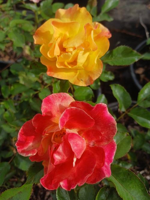 Fiesta Veranda® Rose Rosa Fiesta Veranda® PP#34043 from Pender Nursery