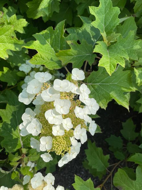 Toy Soldier™ Oakleaf Hydrangea Hydrangea quercifolia Toy Soldier™ PPAF from Pender Nursery