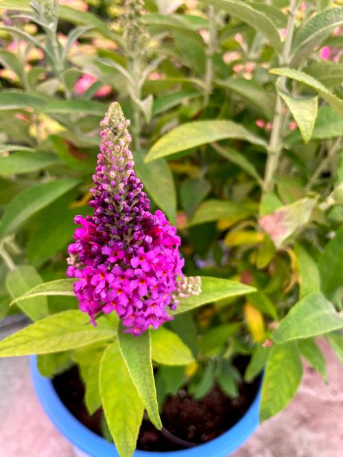 Birthday Cake™ Butterfly Bush Buddleia x Birthday Cake™ PPAF from Pender Nursery