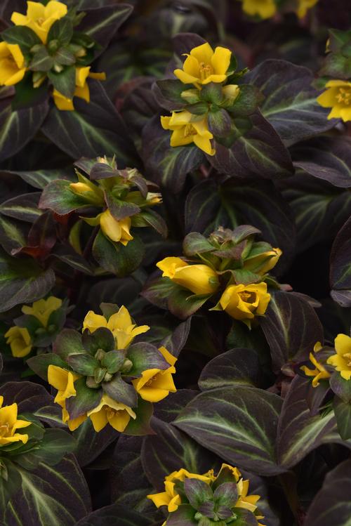 Night Light Moneywort Lysimachia alfredii 'Night Light' PP#33931 from Pender Nursery