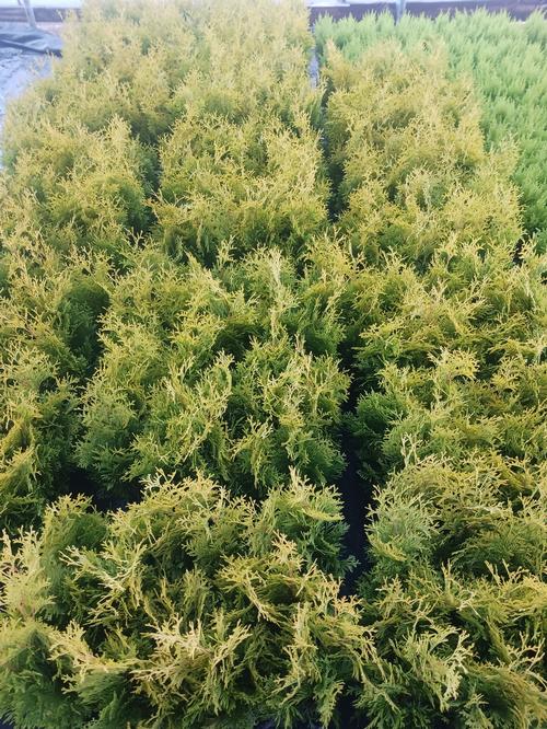 Jantar Arborvitae Thuja occidentalis 'Jantar' PP#22296 from Pender Nursery