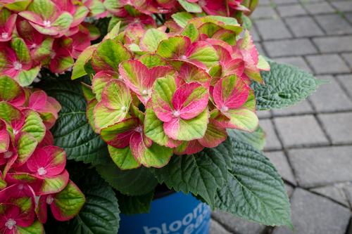 Tilt-A-Swirl® Bigleaf Hydrangea Hydrangea macrophylla Tilt-A-Swirl® PP#26426 from Pender Nursery