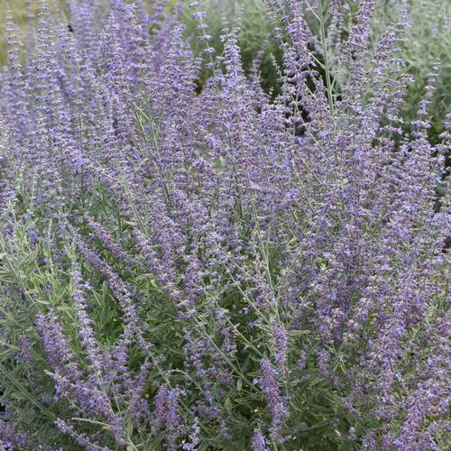 Prime Time Russian Sage Perovskia atriplicifolia 'Prime Time' PP#34304 from Pender Nursery