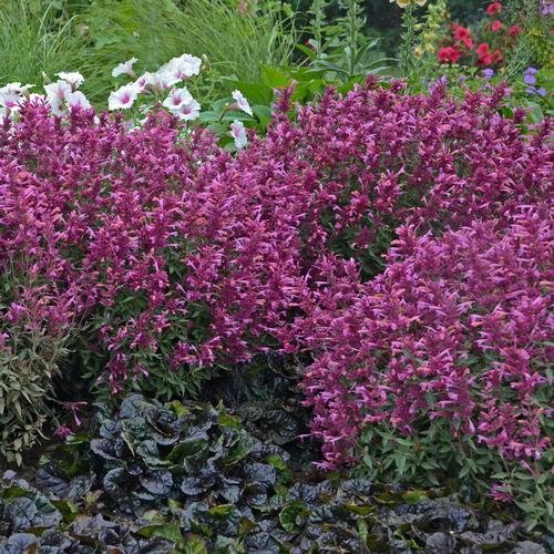 Rosie Posie Hyssop Agastache 'Rose Posie' PP#25857 from Pender Nursery